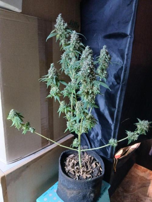 Mimosa [f]. Week 17