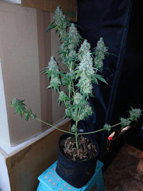 Mimosa [f]. Week 17