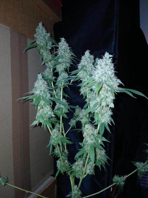Mimosa [f]. Week 17