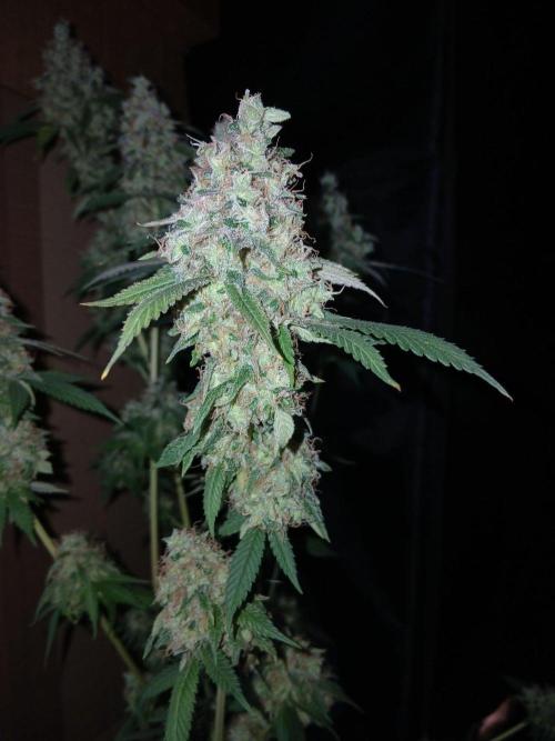 Mimosa [f]. Week 17