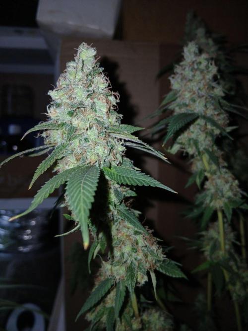 Mimosa [f]. Week 17