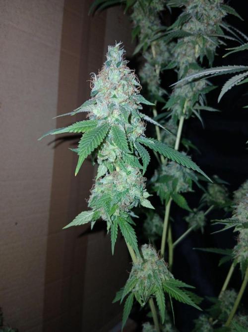 Mimosa [f]. Week 17