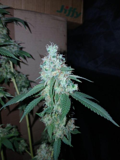 Mimosa [f]. Week 17