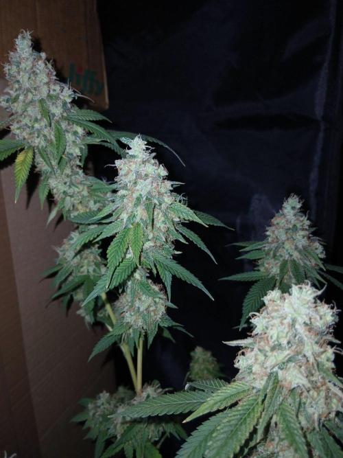 Mimosa [f]. Week 17
