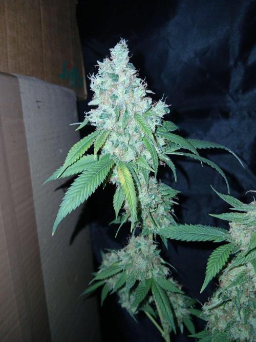 Mimosa [f]. Week 17