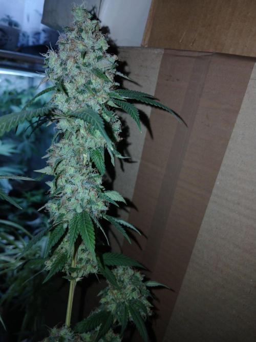 Mimosa [f]. Week 17