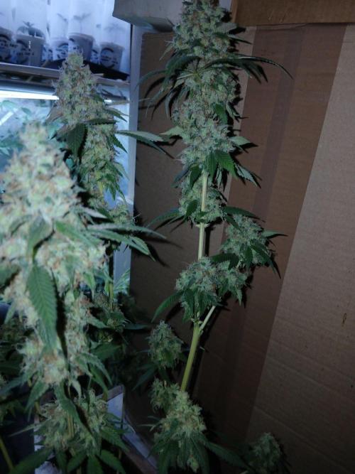 Mimosa [f]. Week 17