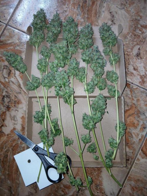Mimosa [f]. Week 17