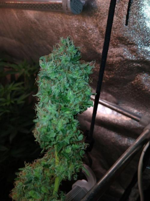 Mimosa [f]. Week 17
