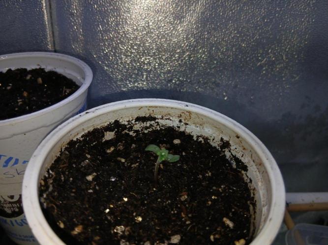 Pie in the sky [r]. Week 1
