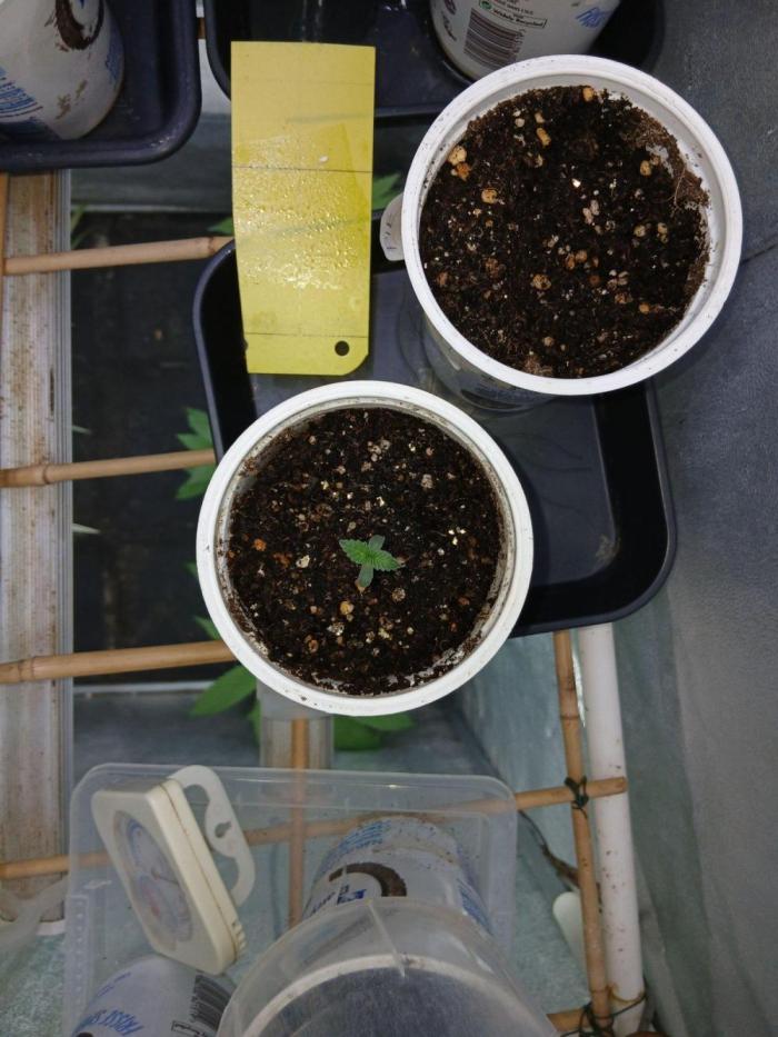 Pie in the sky [r]. Week 2