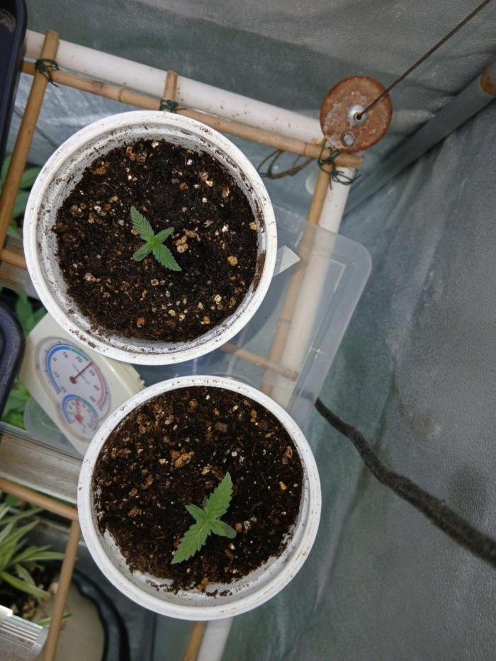 Pie in the sky [r]. Week 3