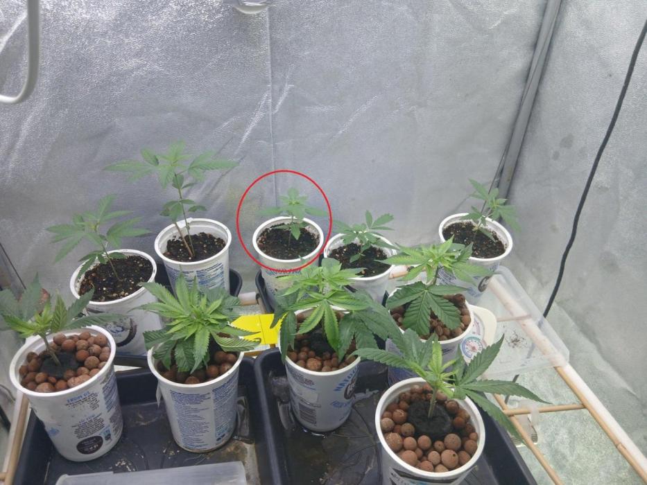 Pie in the sky [r]. Week 5