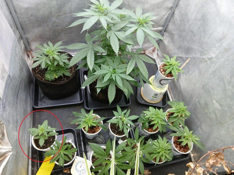 Pie in the sky [r]. Week 6