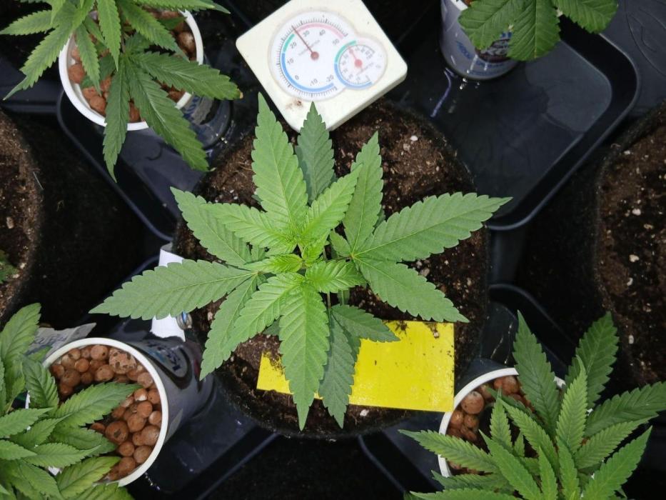 Pie in the sky [r]. Week 8