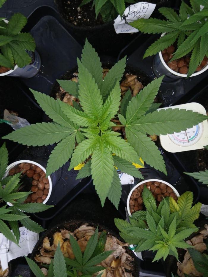 Pie in the sky [r]. Week 9