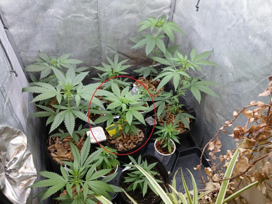 Pie in the sky [r]. Week 10