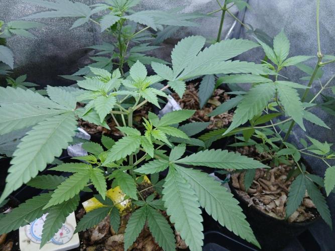 Pie in the sky [r]. Week 11