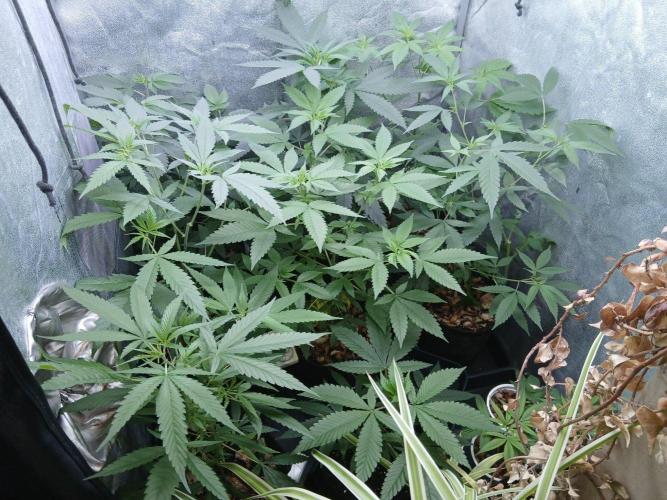 Pie in the sky [r]. Week 13