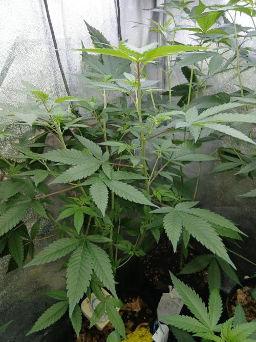 Pie in the sky [r]. Week 15