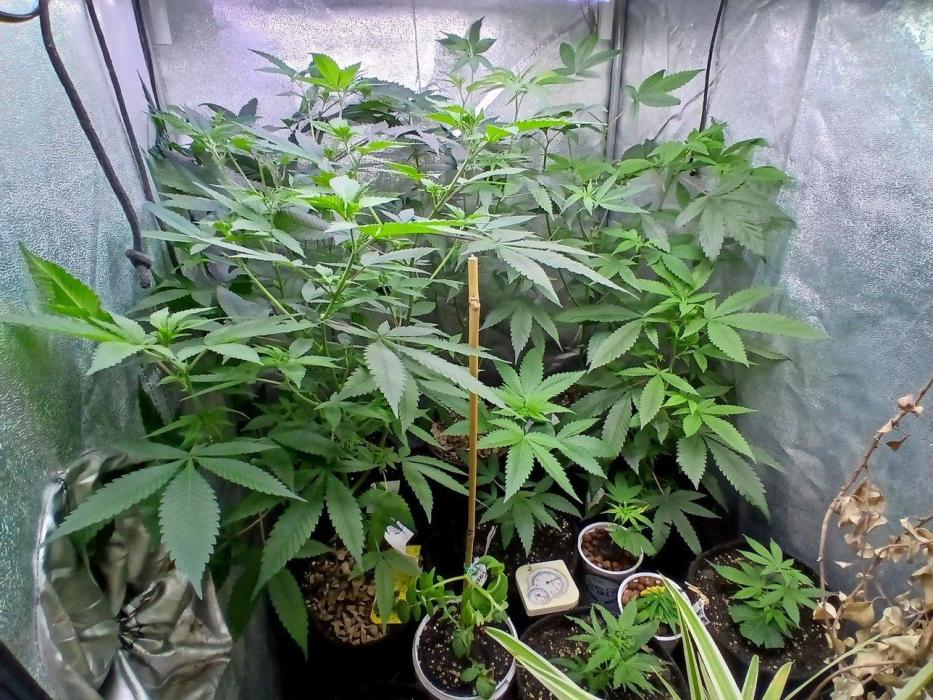 Pie in the sky [r]. Week 16