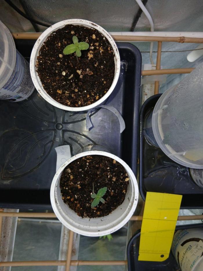 Arc-en-ciel kush [r]. Week 1