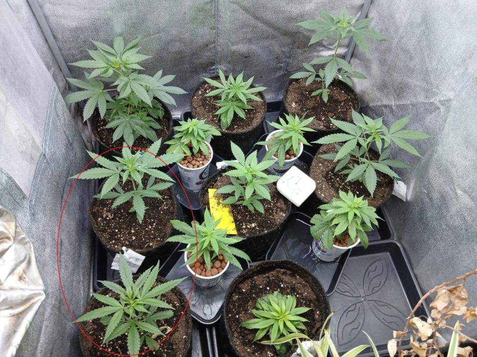 Arc-en-ciel kush [r]. Week 6