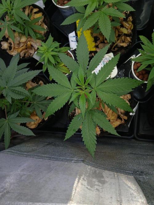 Arc-en-ciel kush [r]. Week 7 - #2