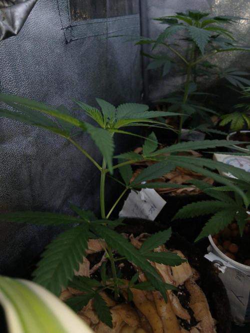 Arc-en-ciel kush [r]. Week 7