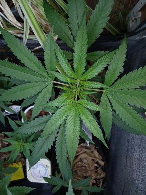 Arc-en-ciel kush [r]. Week 8