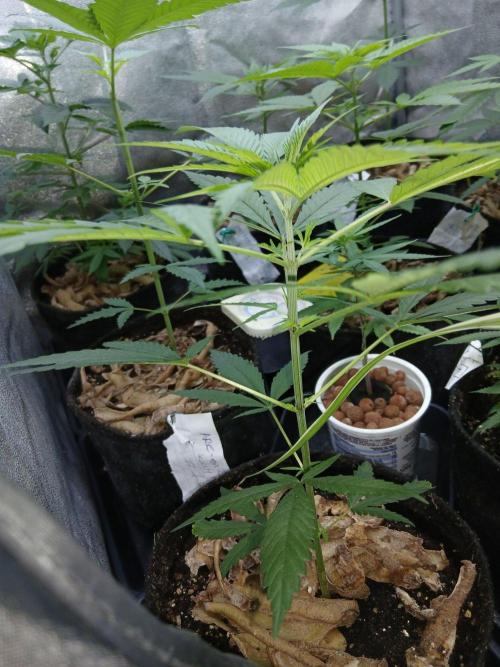 Arc-en-ciel kush [r]. Week 8