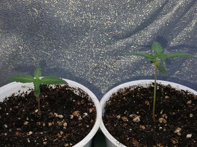 CriMnl sherbet [r]. Week 1