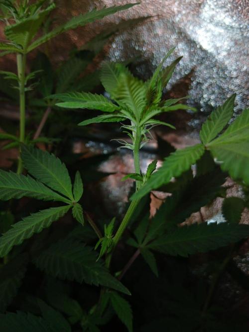 Pie in the sky [r]. Week 18