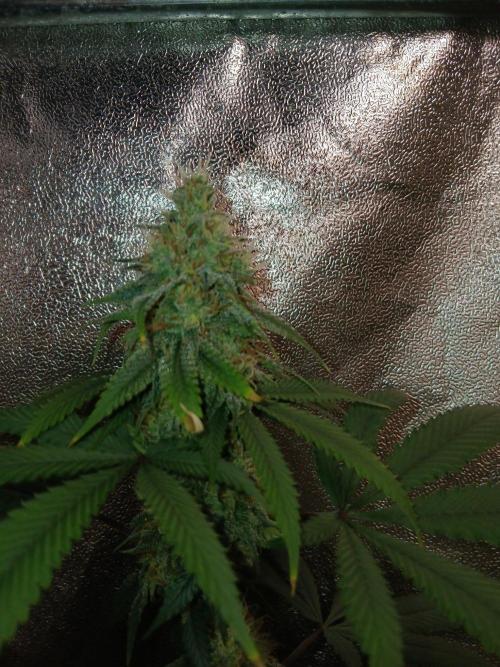 Pink Rozay. Week 16