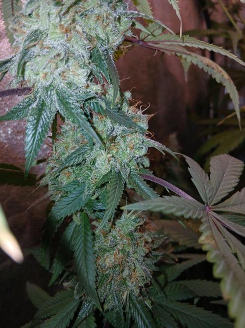 Pink Rozay. Week 19
