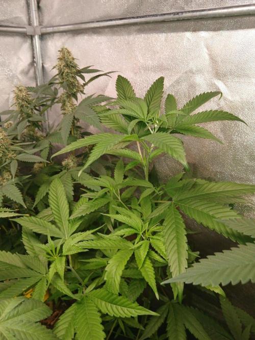 Arc-en-ciel kush [r]. Week 12 - Arc-en-ciel kush #2