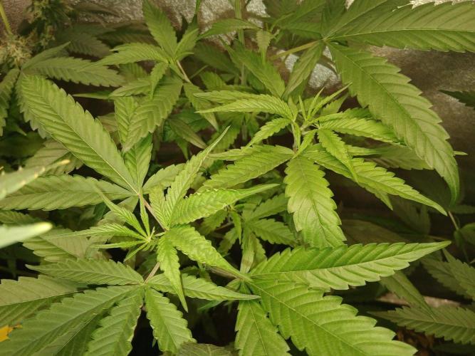 Arc-en-ciel kush [r]. Week 12 - Arc-en-ciel kush #2