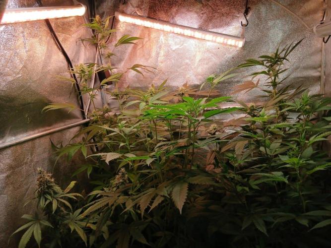 Arc-en-ciel kush [r]. Week 12 - Arc-en-ciel kush #1