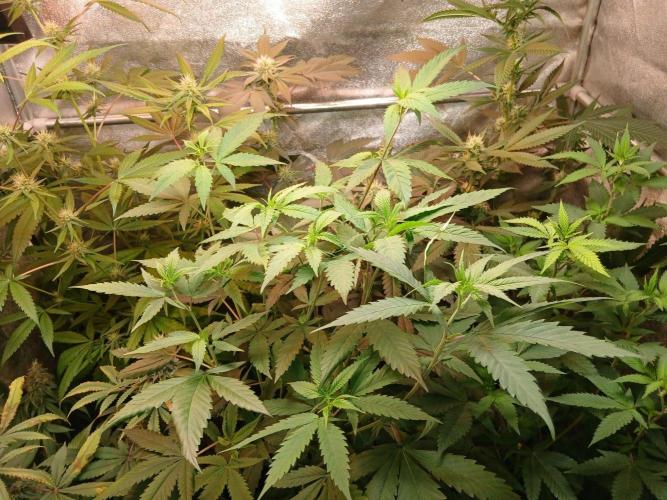 Arc-en-ciel kush [r]. Week 12 - Arc-en-ciel kush #1