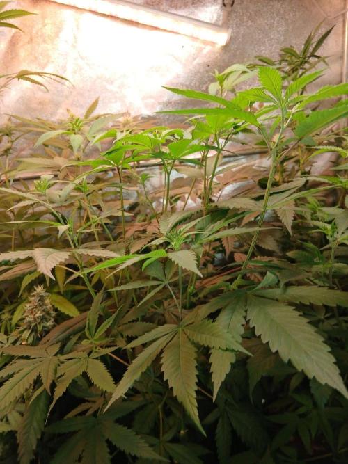 Arc-en-ciel kush [r]. Week 12 - Arc-en-ciel kush #1