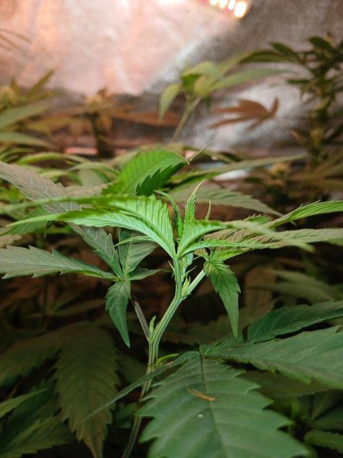 Arc-en-ciel kush [r]. Week 12 - Arc-en-ciel kush #1