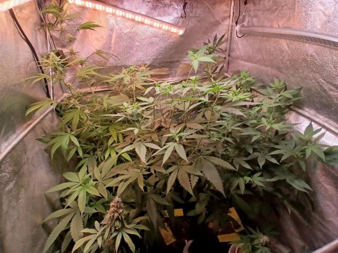 Arc-en-ciel kush [r]. Week 12