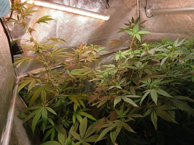 Arc-en-ciel kush [r]. Week 12