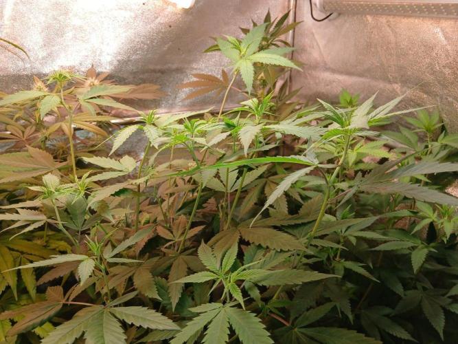 Arc-en-ciel kush [r]. Week 12