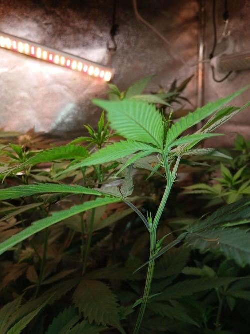 Arc-en-ciel kush [r]. Week 12