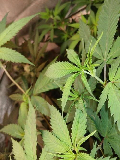 Arc-en-ciel kush [r]. Week 12
