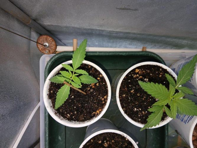 CriMnl sherbet [r]. Week 2