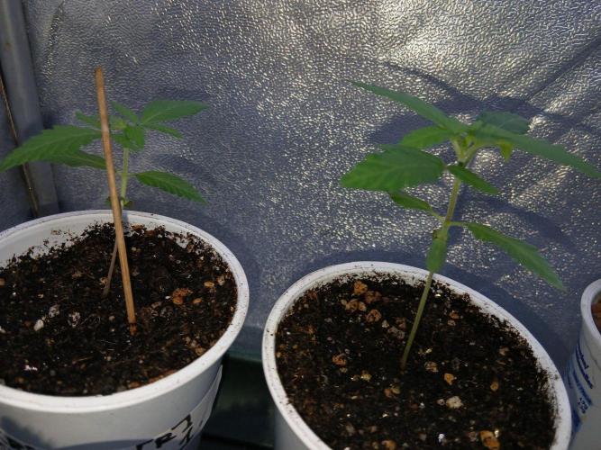 CriMnl sherbet [r]. Week 2