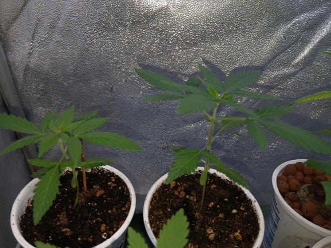 CriMnl sherbet [r]. Week 3