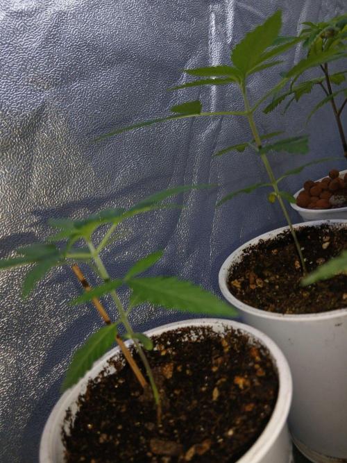 CriMnl sherbet [r]. Week 3